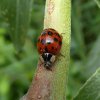 veelstippigaziatischlieveheersbeestjeopwilgzouweboezem15062015