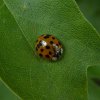 veelstippigaziatischlieveheersbeestjeoranjeviaansebos24062015_1
