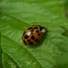 veelstippigaziatischlieveheersbeestjeoranjeviaansebos24062015_3
