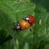 veelstippigaziatischlieveheersbeestjeparingvianen28062015