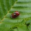 veelstippigaziatischlieveheersbeestjevoortuinmeerkerk08062015_2