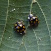 veelvlekkigaziatischlieveheersbeestjeoplindelingebos06072015