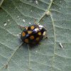 veelvlekkigaziatischlieveheersbeestjeoplindelingebos06072015_2