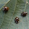 veelvlekkigaziatischlieveheersbeestjeoplindelingebos06072015_4