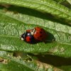 viervlekkigaziatischlieveheerbeestjeparingopwilgburggraafmeerkerk16062015_1