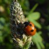 vijfstippeliglieveheersbeestjebraaknieuwegein28062015_1