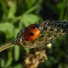 vijfstippeliglieveheersbeestjebraaknieuwegein28062015_2