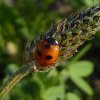 vijfstippeliglieveheersbeestjebraaknieuwegein28062015_3