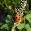 vijfstippeliglieveheersbeestjebraaknieuwegein28062015_4