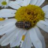 vijfstippeliglieveheersbeestjelarvegorinchem06072015_1