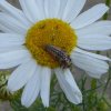 vijfstippeliglieveheersbeestjelarvegorinchem06072015_2
