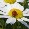 vijfstippeliglieveheersbeestjeopreukelozekamillebraakgorinchem06072015_1