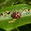 vloeivleklieveheersbeestjezonnendopwilgmeerkerk16062015_2