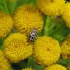 zestienstippeliglieveheersbeestje_op_boerenwormkruid_natuurlijk_brabant_10072011