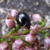 zwartlieveheersbeestjeopstruikheidesoesterberg27092015_1