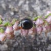 zwartlieveheersbeestjeopstruikheidesoesterberg27092015_2