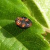 zwartlieveheersbeestjevliegveldsoesterberg16072015_1