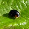 zwartlieveheersbeestjevliegveldsoesterberg16072015_2