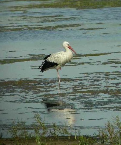 ooievaar_uiterwaard_everdingen_17_juli_2006