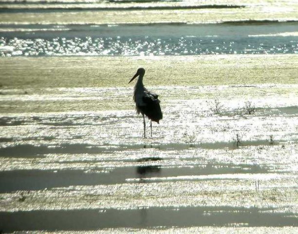 ooievaar_uiterwaard_everdingen_17_juli_2006_2