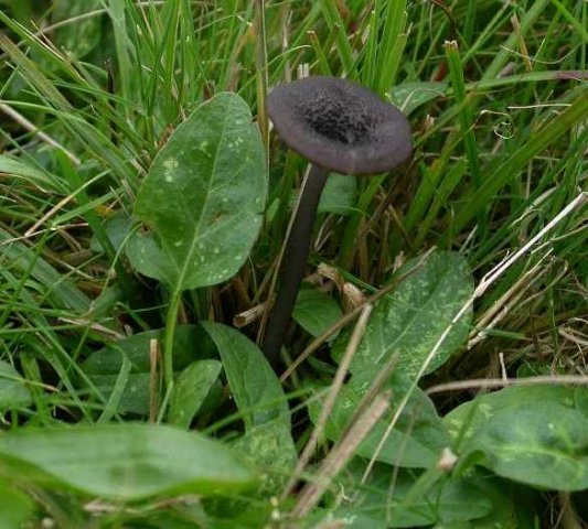 blauwplaatstaalsteeltje,_zouweboezemgebied,_9_okt._2006
