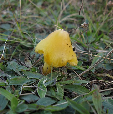 gele_wasplaat_het_gooi_131009_2