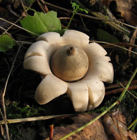 gewimperde_aardster_het_gooi_131009