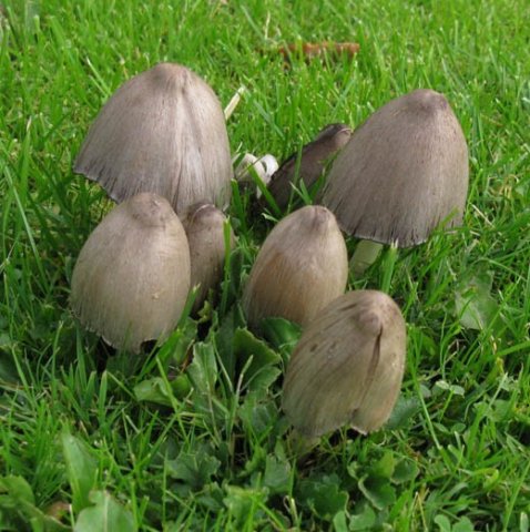 kale_inktzwam,_kasteeltuin_vianen,_8_okt._2008