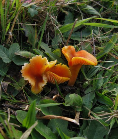 scharlaken_wasplaat,_betuwe,_121009