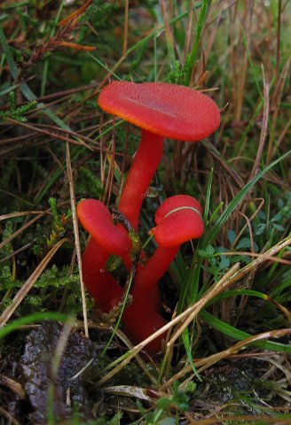scharlaken_wasplaat_het_gooi_131009_1