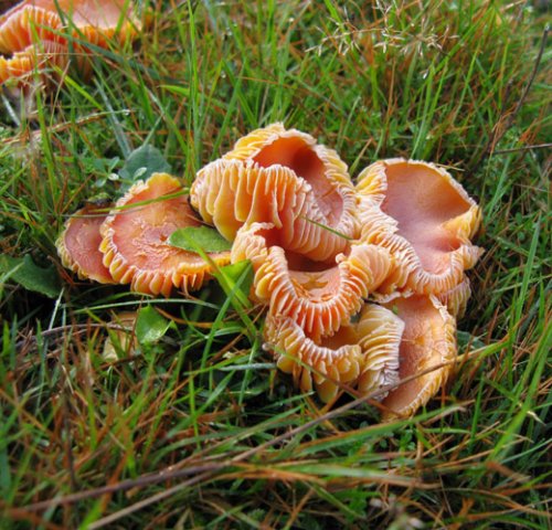 scharlaken_wasplaat_het_gooi_131009_3
