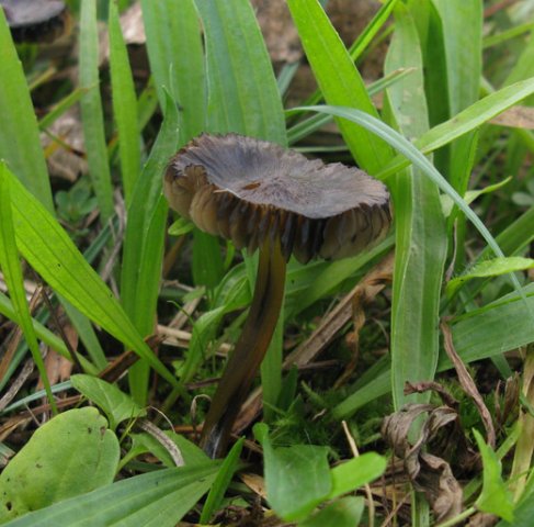zwartwordende_wasplaat_alblasserwaard_041009