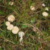 geurende_wasplaat_het_gooi_191009_1