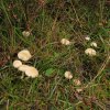 geurende_wasplaat_het_gooi_191009_3