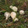 geurende_wasplaat_het_gooi_191009_4