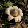 gewimperde_aardster_het_gooi_131009