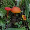 scharlaken_wasplaat,_betuwe,_081009