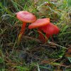 scharlaken_wasplaat_het_gooi_131009_2