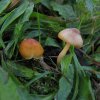 slijmwasplaat_betuwe_181009_1