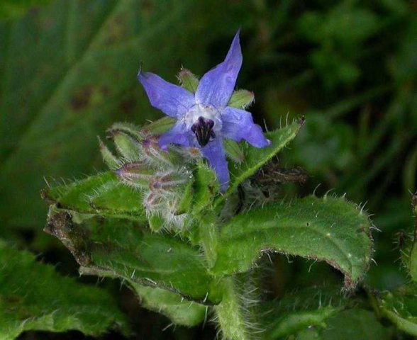 bernagie,_molenaarsgraaf,_22_jan._2007