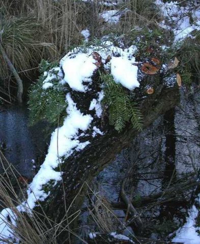 brede_eikvaren,_zouweboezem,_2_maart_2006