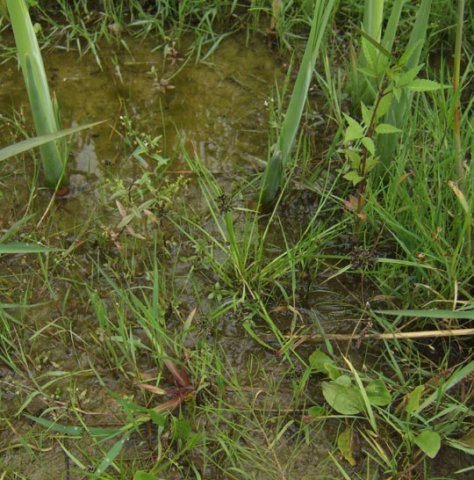 bruin_cypergras,_lekuiterwaard_achthoven,_24_aug._2008_(2)