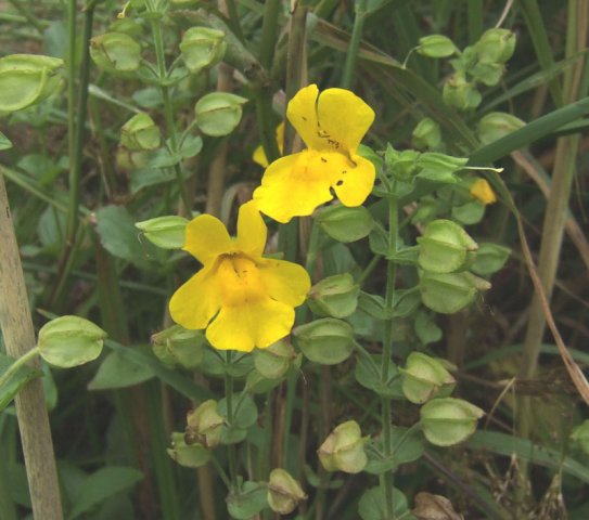 gele_maskerbloem,_lekdijk_ameide,_18_juli_2008_(1)