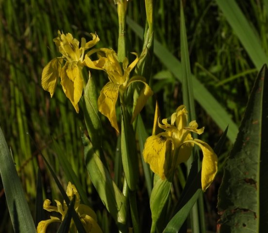 gelelispolderachthoven150520201