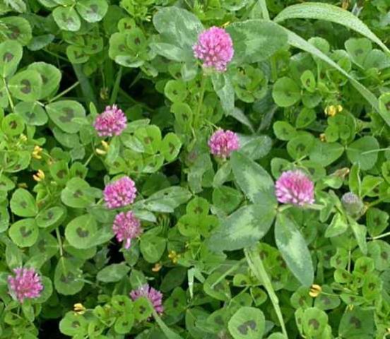 gevlekte_rupsklaver,_lekdijk_vianen,_16_mei_2005