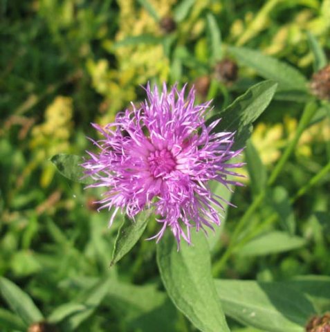 knoopkruid,_lekuiterwaard_achthoven,_31_aug._2008