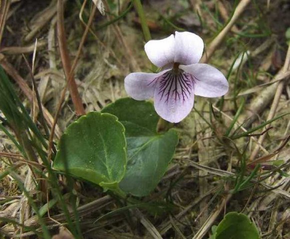 moerasviool,_zouweboezemgebied,_17_april_2007