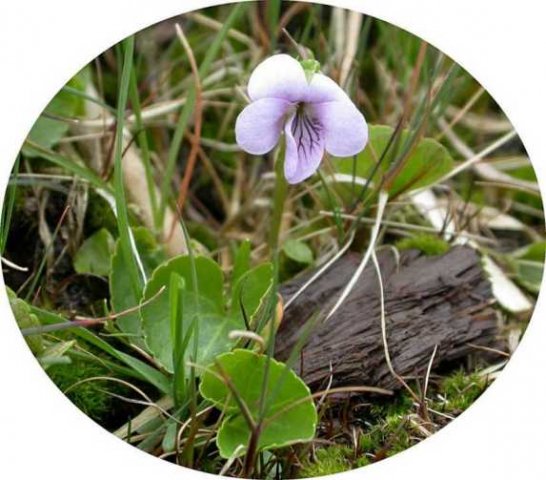 moerasviooltje,_zouweboezemgebied,_9_april_2005_(3)