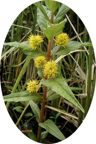 moeraswederik,_zouweboezemgebied,_5_juni_2004