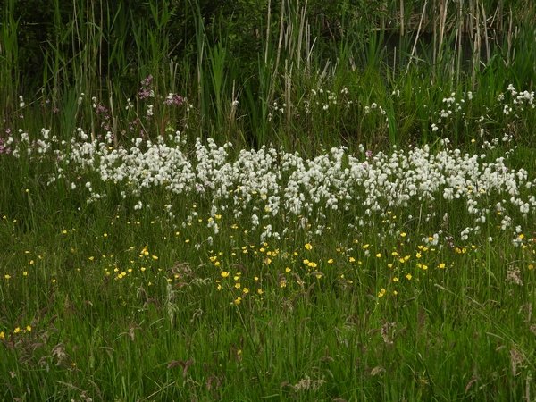 veenpluishuibert140520201
